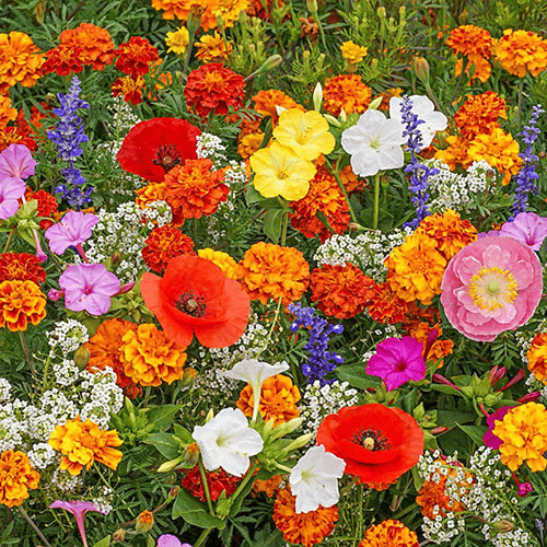 Mixed Perennial Flowers Seeds-Over 60 kinds mixedđ„