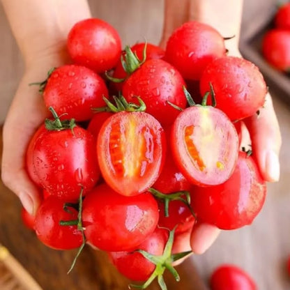 【7 days germination】Potted Dwarf Tomato Seeds