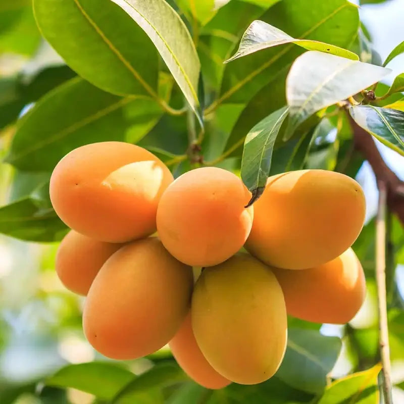 10PCS Extra-Sweet Superior Pink Mango for Plant