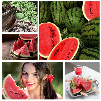 🍉Ruby Watermelon Pot Seeds🌱✨