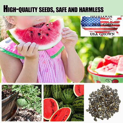 🍉Ruby Watermelon Pot Seeds🌱✨