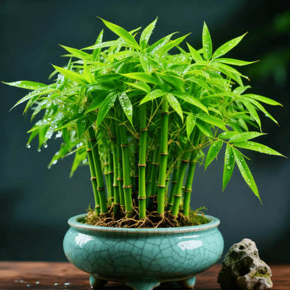 🏠🔥35K+ SOLD🏆Evergreen Lucky Bamboo Seed