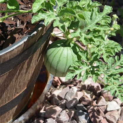 🍉Ruby Watermelon Pot Seeds🌱✨