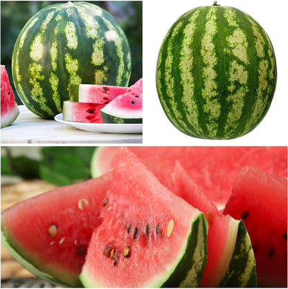 🍉Ruby Watermelon Pot Seeds🌱✨