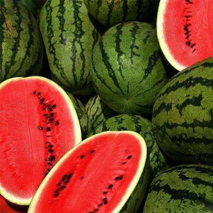 🍉Ruby Watermelon Pot Seeds🌱✨