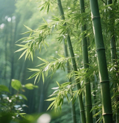 🏠🔥35K+ SOLD🏆Evergreen Lucky Bamboo Seed