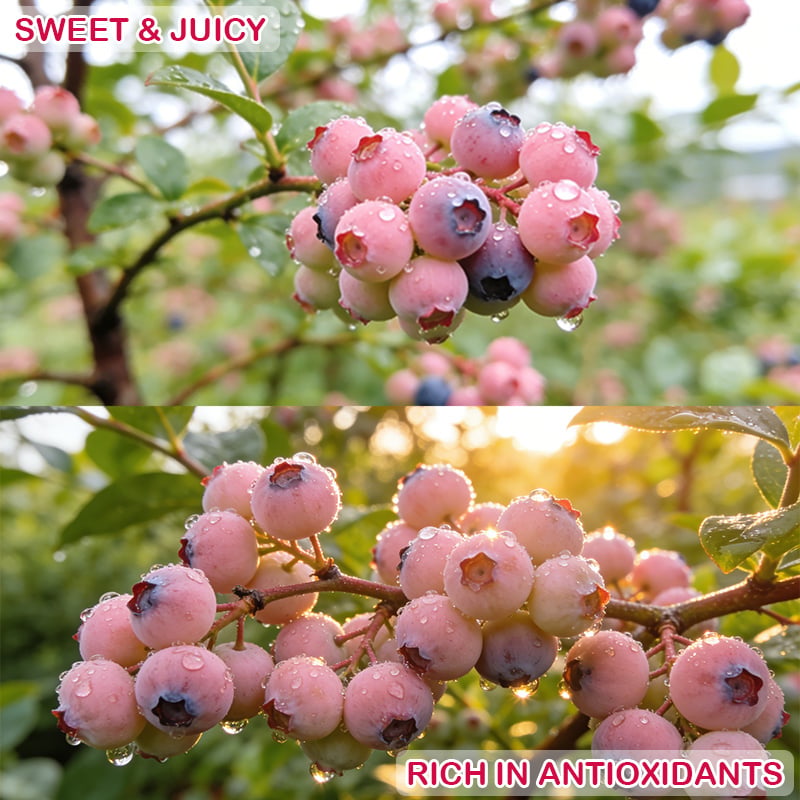 💟Premium Pink Blueberry Seeds -😋A Uniquely Delightful Taste🔥