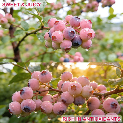 💟Premium Pink Blueberry Seeds -😋A Uniquely Delightful Taste🔥