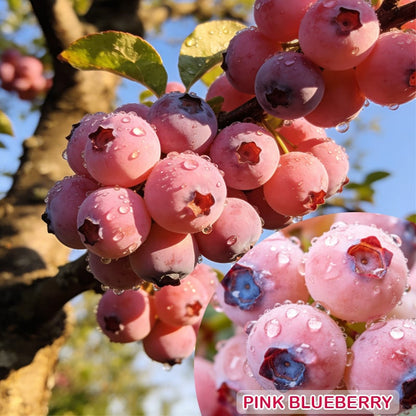 💟Premium Pink Blueberry Seeds -😋A Uniquely Delightful Taste🔥