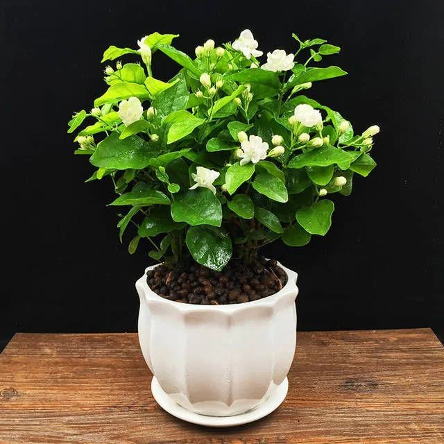 Jasmine Flower Seeds