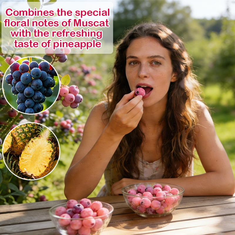 💟Premium Pink Blueberry Seeds -😋A Uniquely Delightful Taste🔥