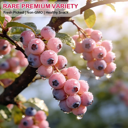 💟Premium Pink Blueberry Seeds -😋A Uniquely Delightful Taste🔥