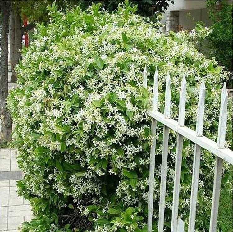 Jasmine Flower Seeds
