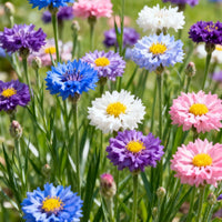 🌸100 Seeds