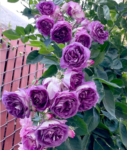 [3 days germination]🌺Climbing Rose Seeds