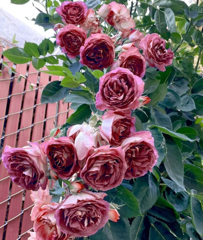[3 days germination]🌺Climbing Rose Seeds