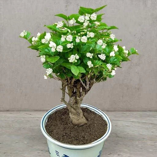 Jasmine Flower Seeds