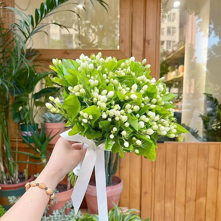 Jasmine Flower Seeds