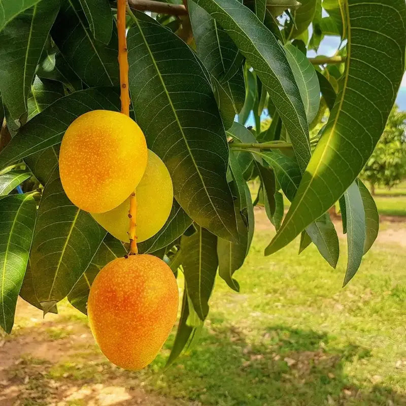 10PCS Extra-Sweet Superior Pink Mango for Plant