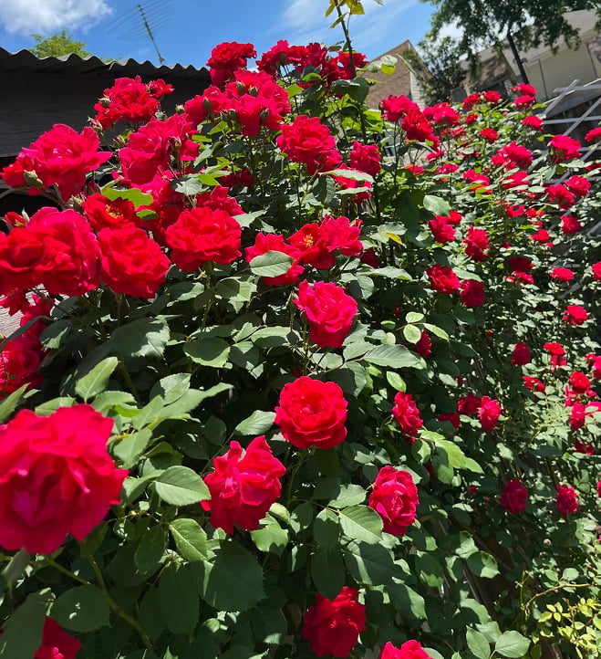 [3 days germination]🌺Climbing Rose Seeds