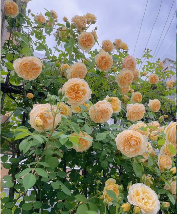 [3 days germination]🌺Climbing Rose Seeds