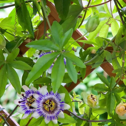 Exotic Passion Fruit Growing Kit