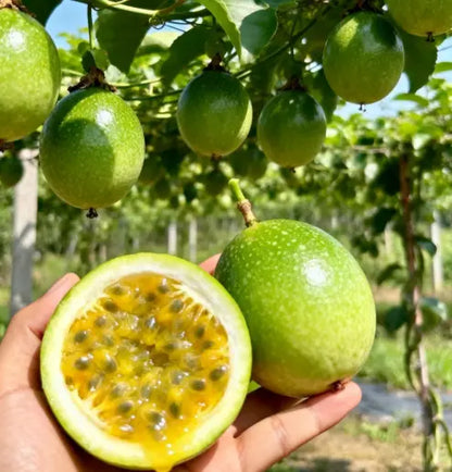 Exotic Passion Fruit Growing Kit