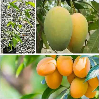10PCS Extra-Sweet Superior Pink Mango for Plant