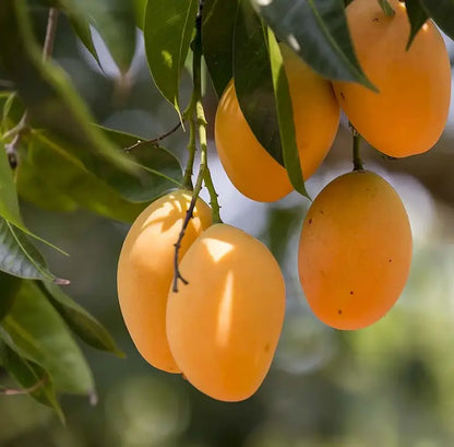 10PCS Extra-Sweet Superior Pink Mango for Plant
