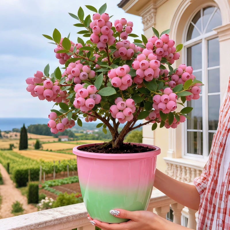 💟Premium Pink Blueberry Seeds -😋A Uniquely Delightful Taste🔥