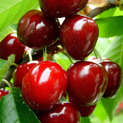 🍒Black Cherry Plant Kit – American & Chilean Varieties for Home Garden