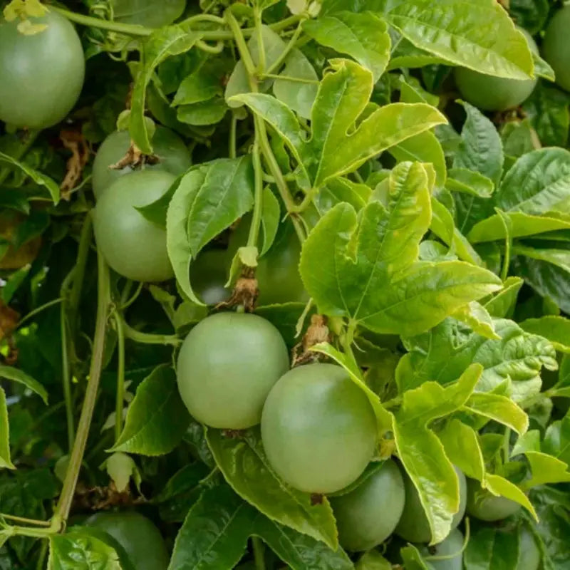 Exotic Passion Fruit Growing Kit