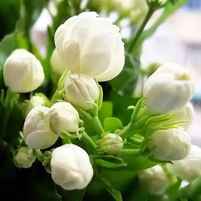 Jasmine Flower Seeds