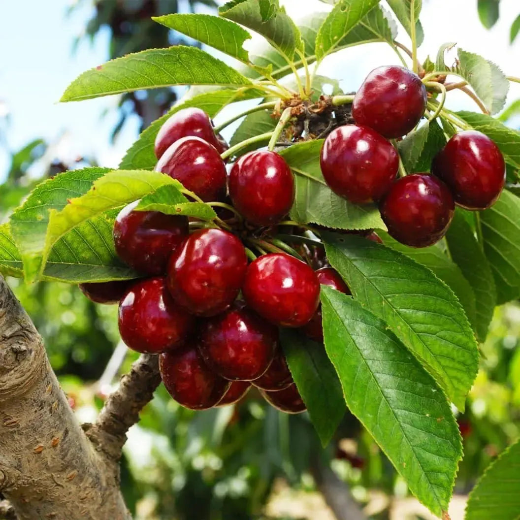 🍒Black Cherry Plant Kit – American & Chilean Varieties for Home Garden