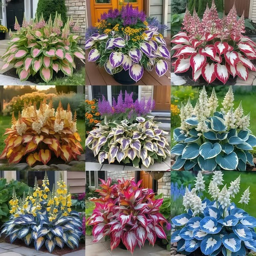 Sonderangebot 2026！Seltene Hosta-Samen！