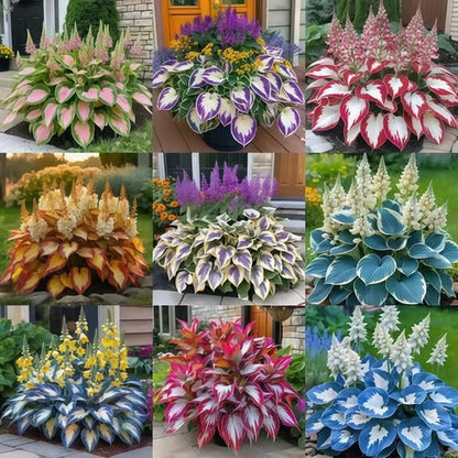 Sonderangebot 2026！Seltene Hosta-Samen！
