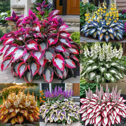 Sonderangebot 2026！Seltene Hosta-Samen！
