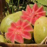 Red-hearted guava