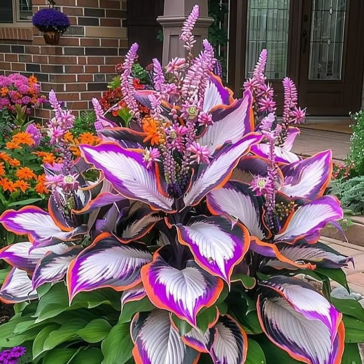 Sonderangebot 2026！Seltene Hosta-Samen！