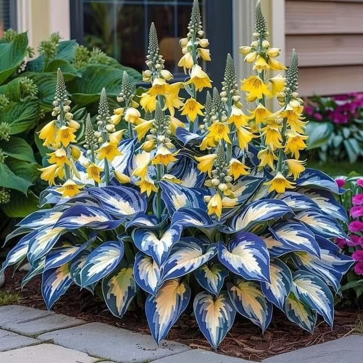 Sonderangebot 2026！Seltene Hosta-Samen！