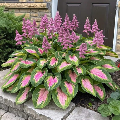 Sonderangebot 2026！Seltene Hosta-Samen！