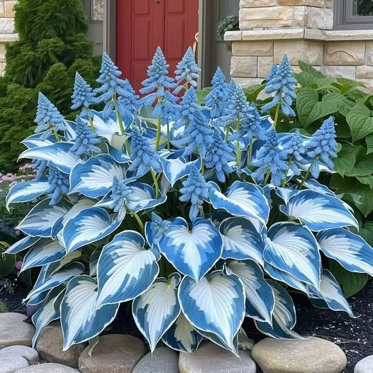 Sonderangebot 2026！Seltene Hosta-Samen！