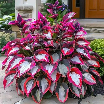 Sonderangebot 2026！Seltene Hosta-Samen！