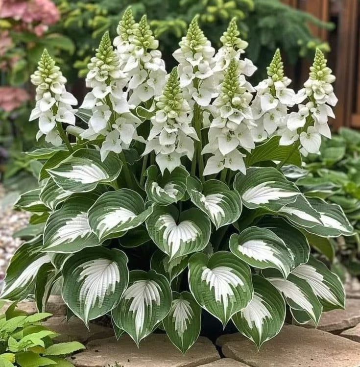 Sonderangebot 2026！Seltene Hosta-Samen！