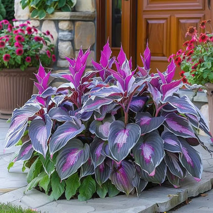 Sonderangebot 2026！Seltene Hosta-Samen！