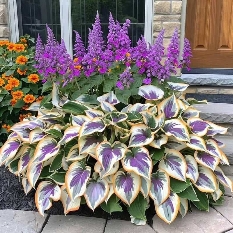 Sonderangebot 2026！Seltene Hosta-Samen！