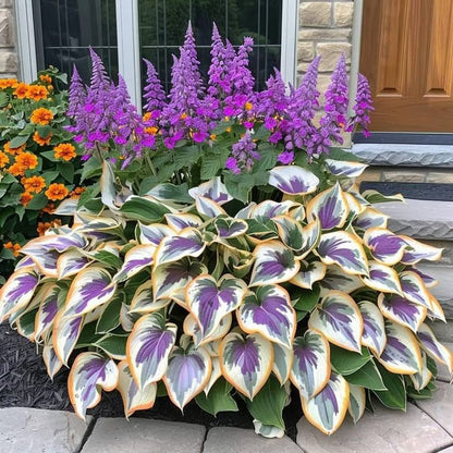 Sonderangebot 2026！Seltene Hosta-Samen！