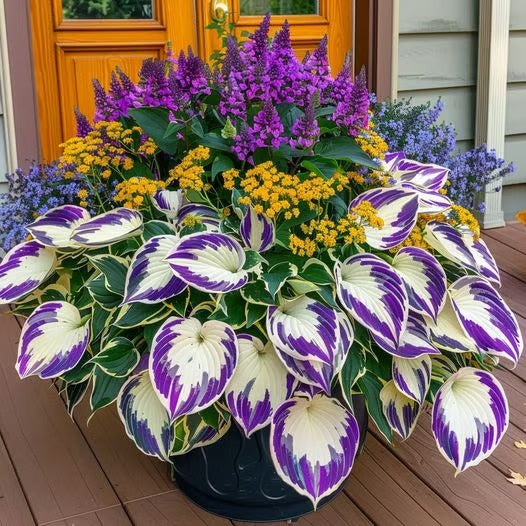 Sonderangebot 2026！Seltene Hosta-Samen！