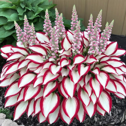 Sonderangebot 2026！Seltene Hosta-Samen！