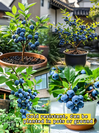 King of Berries - Giant Blueberry Fruit Seeds - Four Seasons Plants